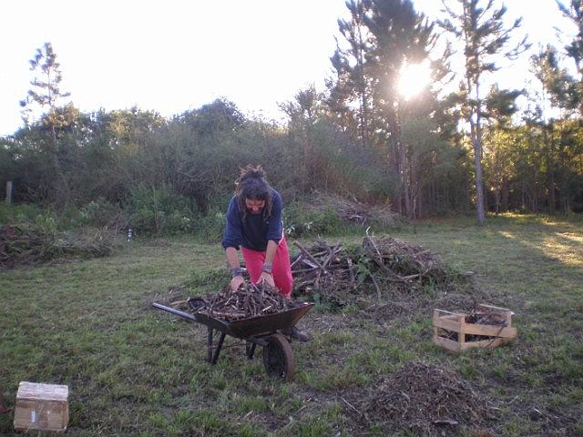 preparando la tierra para plantar los frutales.JPG